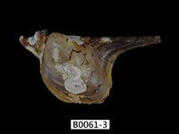 藏品(膨肚鶯蛤)的圖片